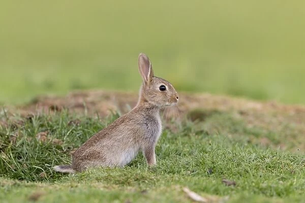 European Rabbit (Oryctolagus cuniculus) young, emerging from burrow, Suffolk, England, June