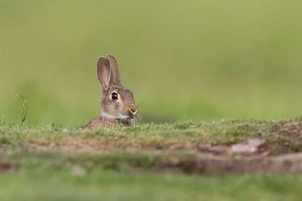 European Rabbit (Oryctolagus cuniculus) young, emerging from burrow, Suffolk, England, June
