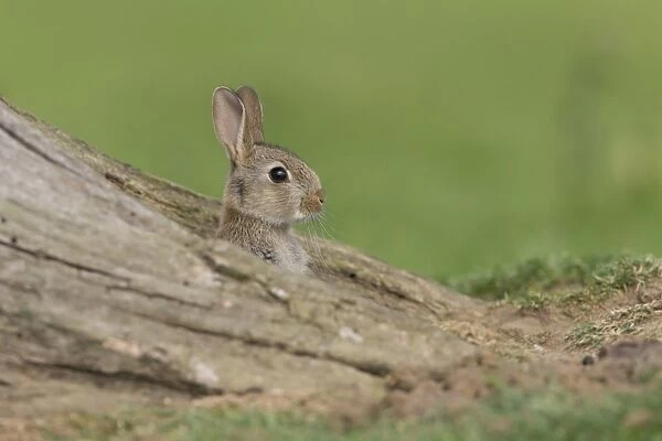European Rabbit (Oryctolagus cuniculus) young, looking out from burrow between tree roots, Suffolk, England, June