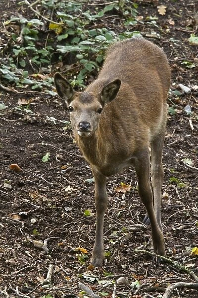 European Red Deer hind, Cervus elaphus taken a RSPB Minsmere Suffolk