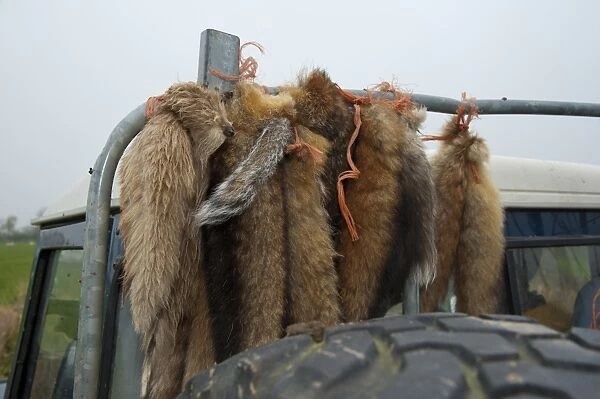 European Red Fox (Vulpes vulpes) tails hanging from vehicle, shot as pest on farm, Scotland, november
