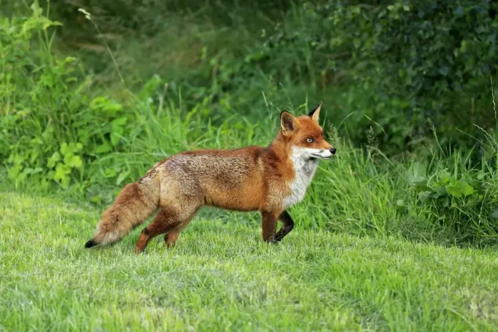 Framed Print : European Red Fox (Vulpes vulpes) adult, standing on grass, Surrey, England, July (captive) Framed Print : European Red Fox (Vulpes vulpes) adult, standing on grass, Surrey, England, July (captive)