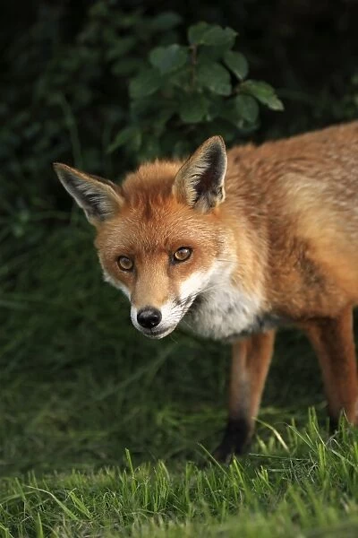 European Red Fox (Vulpes vulpes) adult, close-up of head and front legs, Surrey, England, July (captive)