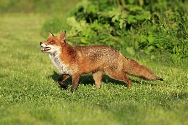 European Red Fox (Vulpes vulpes) adult, walking on grass, Surrey, England, July (captive)