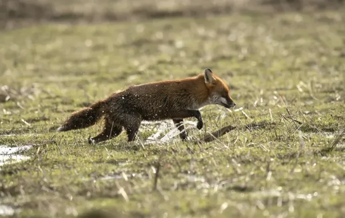 Framed Print : European Red Fox (Vulpes vulpes) adult, caught on coastal marshland at high tide, Parkgate Marsh RSPB Reserve Framed Print : European Red Fox (Vulpes vulpes) adult, caught on coastal marshland at high tide, Parkgate Marsh RSPB Reserve