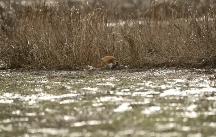 Framed Print : European Red Fox (Vulpes vulpes) adult, swimming, caught on coastal marshland at high tide Framed Print : European Red Fox (Vulpes vulpes) adult, swimming, caught on coastal marshland at high tide