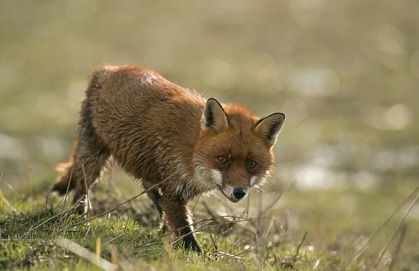 European Red Fox (Vulpes vulpes) adult, caught on coastal marshland at high tide, Parkgate Marsh RSPB Reserve