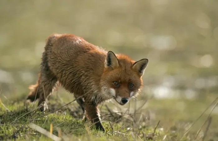Framed Print : European Red Fox (Vulpes vulpes) adult, caught on coastal marshland at high tide, Parkgate Marsh RSPB Reserve Framed Print : European Red Fox (Vulpes vulpes) adult, caught on coastal marshland at high tide, Parkgate Marsh RSPB Reserve