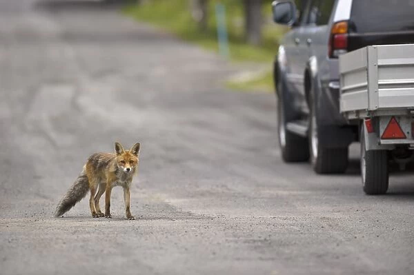 European Red Fox (Vulpes vulpes) adult, crossing road near vehicle, Ligurian Alps, Liguria, Italy