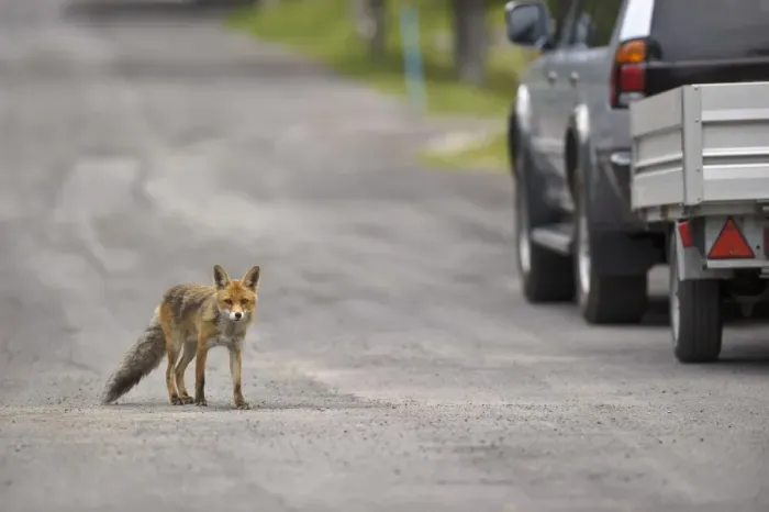 Framed Print : European Red Fox (Vulpes vulpes) adult, crossing road near vehicle, Ligurian Alps, Liguria, Italy Framed Print : European Red Fox (Vulpes vulpes) adult, crossing road near vehicle, Ligurian Alps, Liguria, Italy