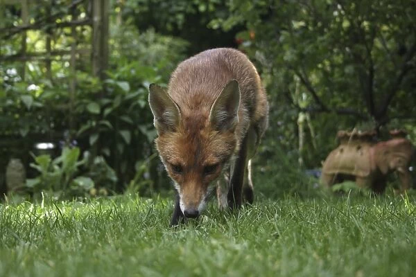 European Red Fox (Vulpes vulpes) adult, foraging on lawn in urban garden, London, England, may