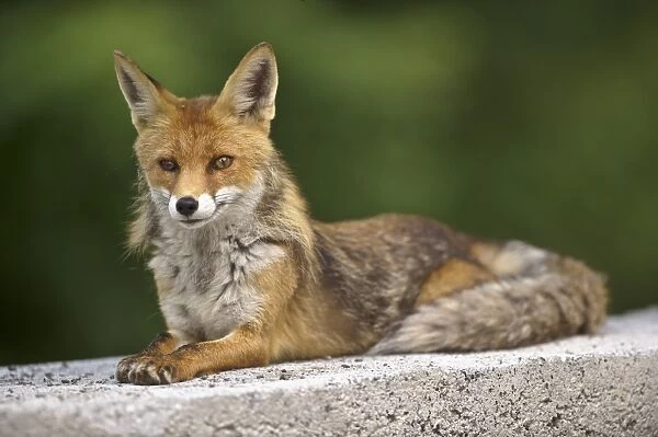 European Red Fox (Vulpes vulpes) adult, resting on concrete, Ligurian Alps, Liguria, Italy