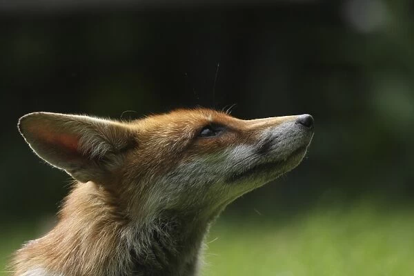 European Red Fox (Vulpes vulpes) adult, close-up of head, in urban garden, London, England, may