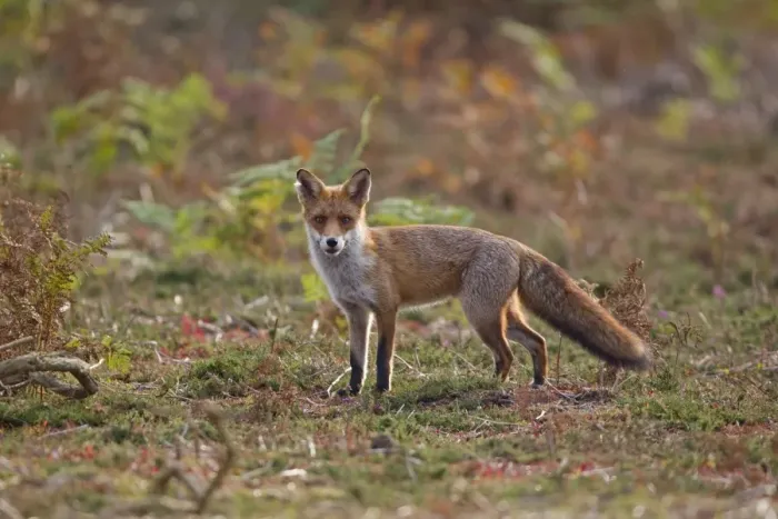 Framed Print : European Red Fox (Vulpes vulpes) adult, standing on heathland, Minsmere RSPB Reserve, Suffolk, England, october