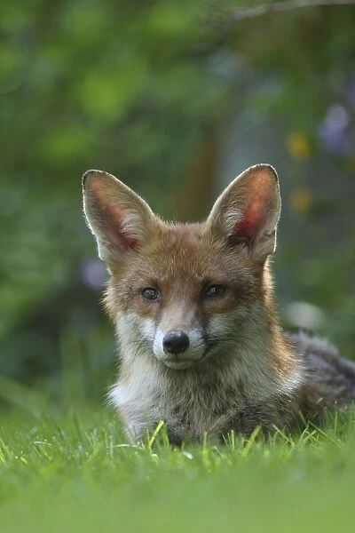 European Red Fox (Vulpes vulpes) adult, resting on lawn in urban garden, London, England, may