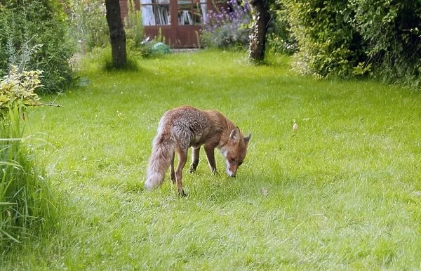 European Red Fox (Vulpes vulpes) adult, foraging on garden lawn, Kent, England