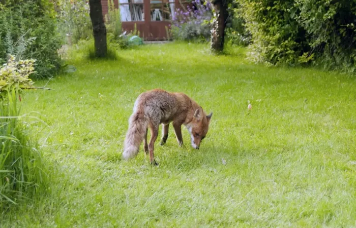 Framed Print : European Red Fox (Vulpes vulpes) adult, foraging on garden lawn, Kent, England Framed Print : European Red Fox (Vulpes vulpes) adult, foraging on garden lawn, Kent, England