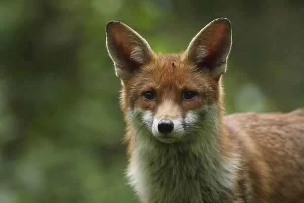 European Red Fox (Vulpes vulpes) adult, close-up of head, in urban garden, London, England, april