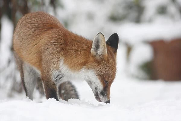 European Red Fox (Vulpes vulpes) adult, foraging on snow in urban garden, London, England, december