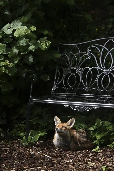 European Red Fox (Vulpes vulpes) adult, resting under bench in urban garden, London, England, may