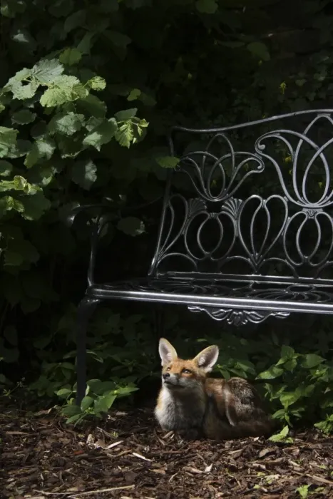 Framed Print : European Red Fox (Vulpes vulpes) adult, resting under bench in urban garden, London, England, may Framed Print : European Red Fox (Vulpes vulpes) adult, resting under bench in urban garden, London, England, may