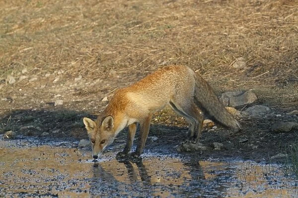 European Red Fox (Vulpes vulpes) adult, drinking at pool, Extremadura, Spain, august