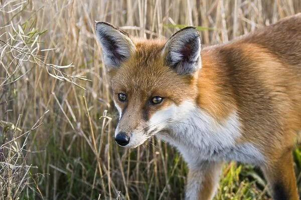 European Red Fox (Vulpes vulpes) adult, close-up of head, Crossness Nature Reserve, Bexley, Kent, England, january