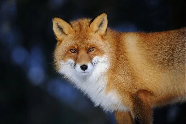 European Red Fox (Vulpes vulpes) adult, in winter coat, close-up of head, Norway, february (captive)