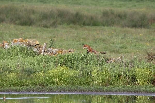 European Red Fox (Vulpes vulpes) adult, jumping wall in habitat, Northumberland, England, june