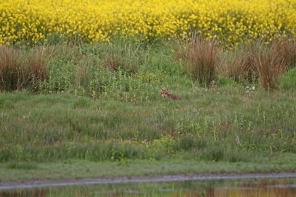 European Red Fox (Vulpes vulpes) adult, standing amongst grass in habitat, Northumberland, England, june