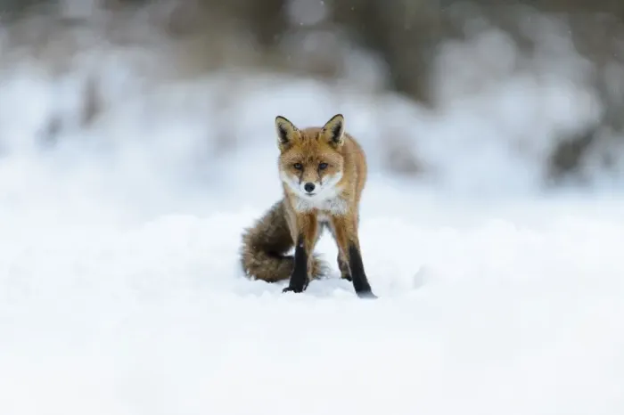 Framed Print : European Red Fox (Vulpes vulpes) adult, standing on snow, Cannock Chase, Staffordshire, England, January