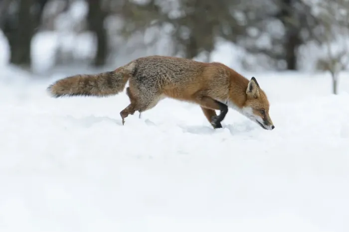 Framed Print : European Red Fox (Vulpes vulpes) adult, foraging on snow covered heathland, Cannock Chase, Staffordshire, England Framed Print : European Red Fox (Vulpes vulpes) adult, foraging on snow covered heathland, Cannock Chase, Staffordshire, England