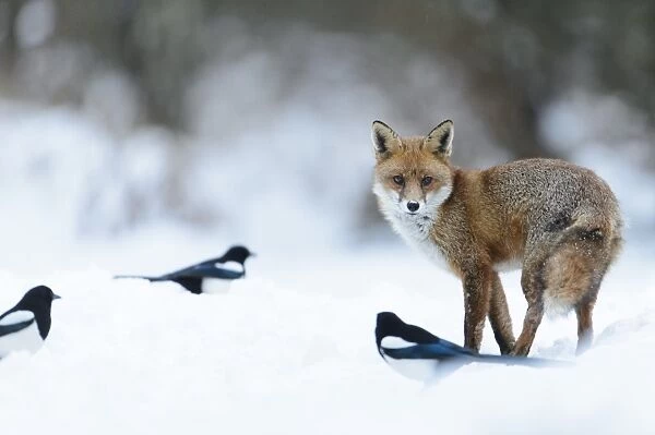 European Red Fox (Vulpes vulpes) adult, standing with Common Magpies (Pica pica) on snow covered heathland