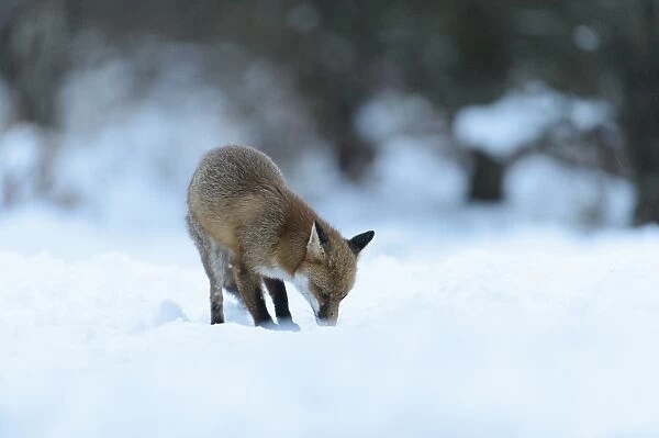 European Red Fox (Vulpes vulpes) adult, foraging on snow covered heathland, Cannock Chase, Staffordshire, England