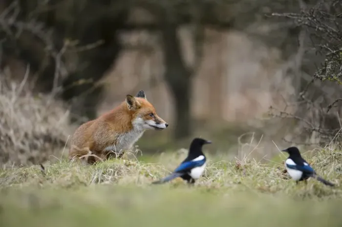 Framed Print : European Red Fox (Vulpes vulpes) adult, with Common Magpies (Pica pica) on heathland, Cannock Chase, Staffordshire Framed Print : European Red Fox (Vulpes vulpes) adult, with Common Magpies (Pica pica) on heathland, Cannock Chase, Staffordshire