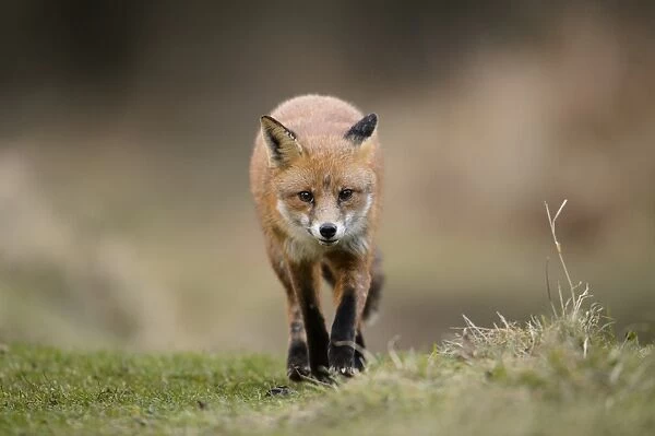 European Red Fox (Vulpes vulpes) adult, walking on heathland, Cannock Chase, Staffordshire, England, January