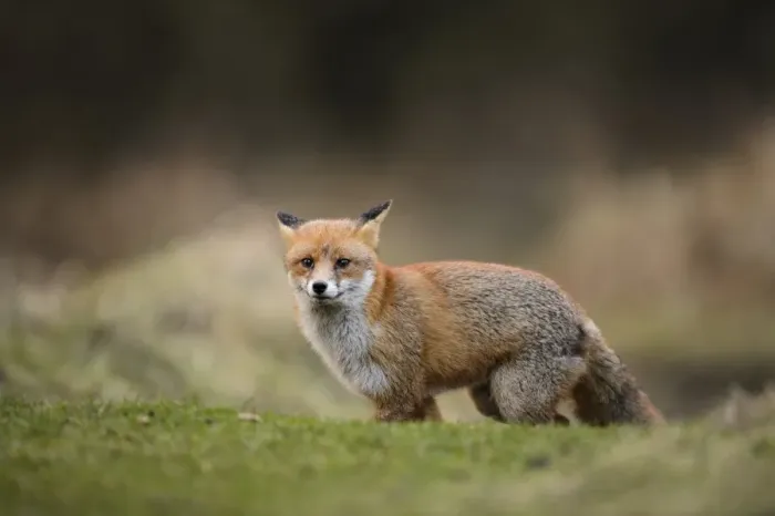 Framed Print : European Red Fox (Vulpes vulpes) adult, with ears back, standing on heathland, Cannock Chase, Staffordshire, England Framed Print : European Red Fox (Vulpes vulpes) adult, with ears back, standing on heathland, Cannock Chase, Staffordshire, England