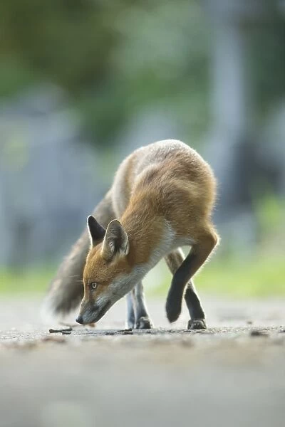 European Red Fox (Vulpes vulpes) adult, smelling ground, walking on path of urban cemetery in evening, London, England