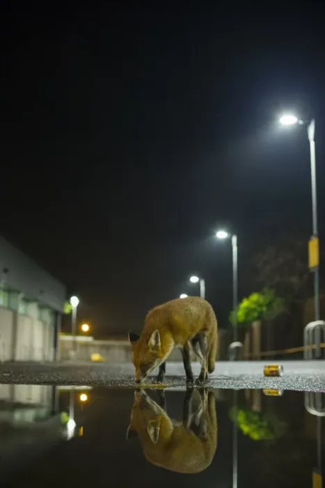Framed Print : European Red Fox (Vulpes vulpes) adult, smelling ground, standing beside puddle with reflection in urban carpark Framed Print : European Red Fox (Vulpes vulpes) adult, smelling ground, standing beside puddle with reflection in urban carpark