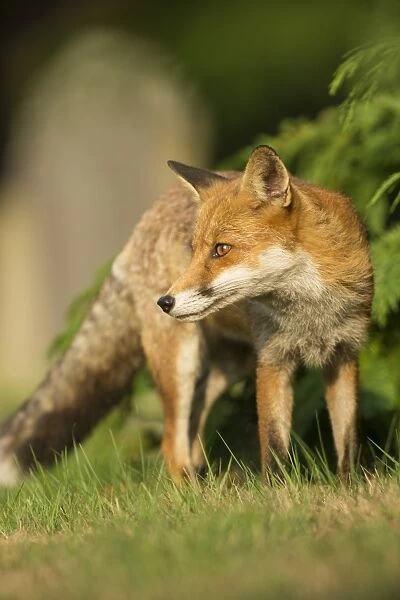 European Red Fox (Vulpes vulpes) adult, standing on grass of urban cemetery in evening, London, England, September
