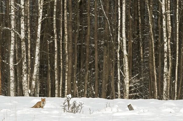 European Red Fox (Vulpes vulpes) adult, standing in snow at edge of Silver Birch (Betula pendula) forest habitat