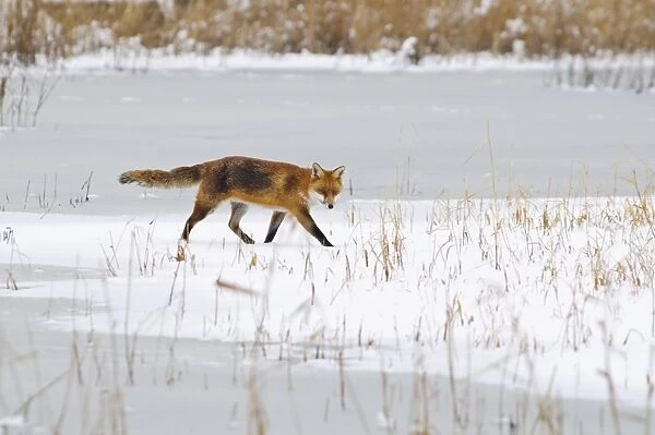 European Red Fox (Vulpes vulpes) adult, walking across snow covered grassland at edge of frozen wader scrape