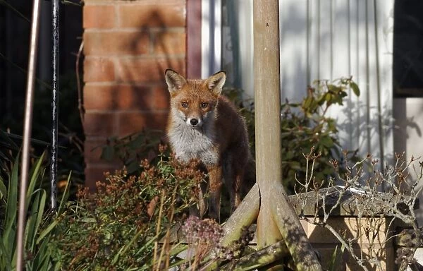 European Red Fox (Vulpes vulpes) adult, standing in garden, Warwickshire, England, December