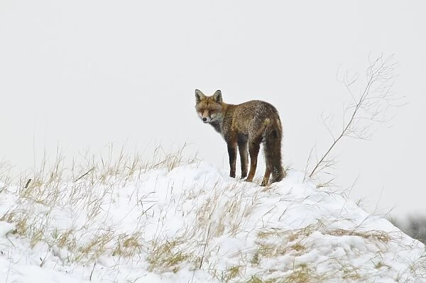 European Red Fox (Vulpes vulpes) adult, standing on top of artificial bat hibernaculum in snow