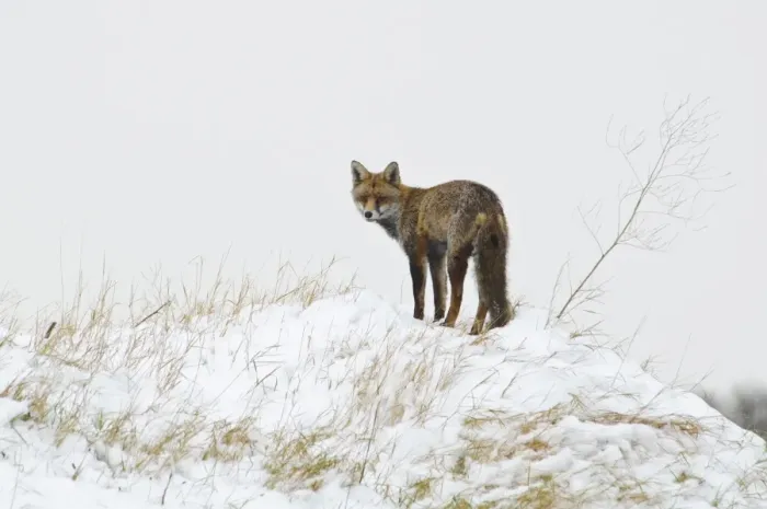 Framed Print : European Red Fox (Vulpes vulpes) adult, standing on top of artificial bat hibernaculum in snow Framed Print : European Red Fox (Vulpes vulpes) adult, standing on top of artificial bat hibernaculum in snow