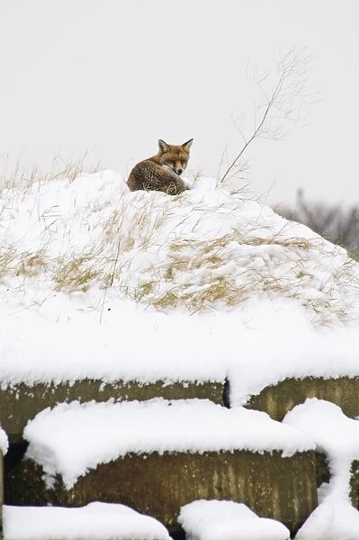European Red Fox (Vulpes vulpes) adult, resting on top of artificial bat hibernaculum in snow
