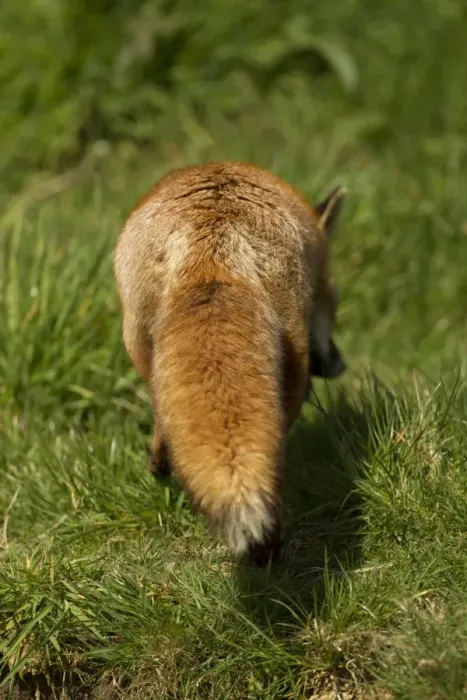 Framed Print : European Red Fox (Vulpes vulpes) adult female, rear view of tail, Devon, England, may
