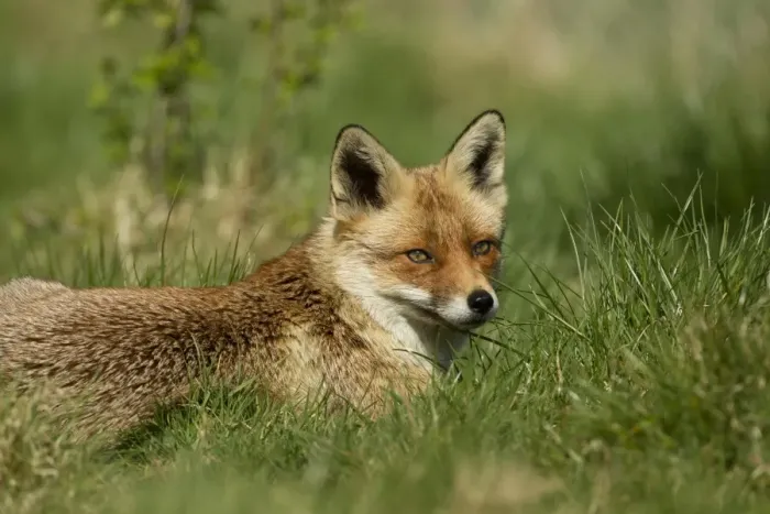Framed Print : European Red Fox (Vulpes vulpes) adult female, resting on grass, Devon, England, may Framed Print : European Red Fox (Vulpes vulpes) adult female, resting on grass, Devon, England, may