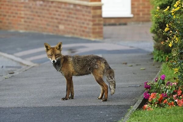 European Red Fox (Vulpes vulpes) adult female, with coat in mid-moult, standing on pavement in suburban street