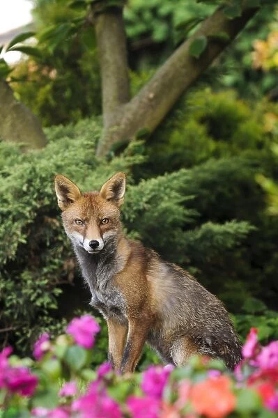European Red Fox (Vulpes vulpes) adult female, with coat in mid-moult, sitting in suburban garden, Belvedere, Bexley